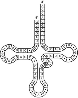 <strong>Use the figure to answer the question.   What type of bonding is responsible for maintaining the shape of the tRNA molecule shown in the figure?</strong> A) ionic bonding between phosphates B) hydrogen bonding between base pairs C) van der Waals interactions between hydrogen atoms D) peptide bonding between amino acids <div style=padding-top: 35px> 