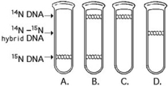   A space probe returns with a culture of a microorganism found on a distant planet. Analysis shows that it is a carbon-based life-form that has DNA. You grow the cells in 15N medium for several generations and then transfer them to 14N medium. Which pattern in the figure would you expect if the DNA was replicated in a conservative manner? A)  A B)  B C)  C D)  D 