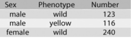 <strong>Use the following information to answer the question. In a Drosophila experiment, a cross was made between homozygous wild-type females and yellow-bodied males. All of the resulting F1s were phenotypically wild type. However, adult flies of the F2 generation (resulting from matings of the F1s) had the characteristics shown in the figure. How is the mutant allele for yellow body inherited?</strong> A) It is recessive. B) It is codominant. C) It is dominant. D) It is incompletely dominant.