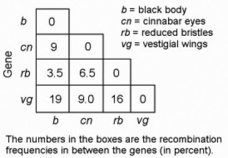   In a series of mapping experiments, the recombination frequencies for four different linked genes of Drosophila were determined as shown in the figure. Based on this information, what is the order of these genes on a chromosome map? A)  rb-cn-vg-b B)  cn-rb-b-vg C)  b-rb-cn-vg D)  vg-cn-b-rb 