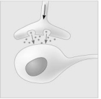    - Which of the following types of signalling is represented in the figure? A)  autocrine B)  paracrine C)  hormonal D)  synaptic 