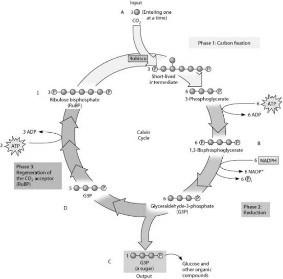   Refer to the accompanying figure and the molecules labelled A, B, C, D and E. If the carbon atom of each of the incoming CO₂ molecules is labelled with a radioactive isotope of carbon, which organic molecules will be radioactively labelled after one cycle? A)  C only B)  B, C, D and E C)  C, D and E only D)  B and C only 