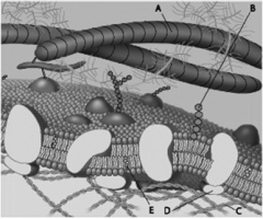 Match the labelled component of the cell membrane in the figure with its description. -  Which component in the accompanying figure is cholesterol? A)  B B)  C C)  D D)  E