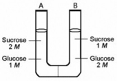 The solutions in the two arms of this U-tube are separated by a membrane that is permeable to water and glucose but not to sucrose. Side A is half-filled with a solution of 2 M sucrose and 1 M glucose. Side B is half-filled with 1 M sucrose and 2 M glucose. Initially, the liquid levels on both sides are equal.   In the U-tube illustrated above, ________. A)  side A is hypertonic to side B B)  side A is hypotonic to side B C)  side A is isotonic to side B D)  side A is more turgid than side B