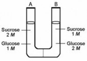 The solutions in the two arms of this U-tube are separated by a membrane that is permeable to water and glucose but not to sucrose. Side A is half-filled with a solution of 2 M sucrose and 1 M glucose. Side B is half-filled with 1 M sucrose and 2 M glucose. Initially, the liquid levels on both sides are equal.   Which of the following will be true when the system illustrated above reaches equilibrium? A)  The concentration of sucrose on side A will be greater than the concentration of sucrose on side B. B)  The water level will be higher in side A than in side B. C)  The water levels will be unchanged. D)  The water level will be higher in side B than in side A. 