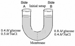 The solutions in the arms of a U-tube are separated at the bottom of the tube by a selectively permeable membrane. The membrane is permeable to sodium chloride but not to glucose. Side A is filled with a solution of 0.4 M glucose and 0.5 M sodium chloride (NaCl) , and side B is filled with a solution containing 0.8 M glucose and 0.4 M sodium chloride. Initially, the volume in both arms is the same.   At the beginning of the U-tube experiment illustrated above, which of the following statements is true? A)  Side A is hypertonic to side B. B)  Side A is hypotonic to side B. C)  Side A is hypertonic to side B with respect to glucose. D)  Side A is hypotonic to side B with respect to NaCl. 