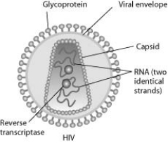 <strong>Use the paragraph and accompanying figure to answer the following questions. Human immunodeficiency virus (HIV) infects cells that have both CD4 and CCR5 cell surface molecules. The viral nucleic acid molecules are enclosed in a protein capsid, and the protein capsid is itself contained inside an envelope consisting of a lipid bilayer membrane and viral glycoproteins. One hypothesis for viral entry into cells is that binding of HIV membrane glycoproteins to CD4 and CCR5 initiates fusion of the HIV membrane with the plasma membrane, releasing the viral capsid into the cytoplasm. An alternative hypothesis is that HIV gains entry into the cell via receptor-mediated endocytosis, and membrane fusion occurs in the endocytotic vesicle. To test these alternative hypotheses for HIV entry, researchers labelled the lipids on the HIV membrane with a red fluorescent dye. In an HIV-infected cell producing HIV virus particles, the viral glycoprotein is expressed on the plasma membrane. How do the viral glycoproteins get to the plasma membrane? They are synthesised ________.</strong> A) on ribosomes on the plasma membrane B) by ribosomes in the rough ER and arrive at the plasma membrane in the membrane of secretory vesicles C) on free cytoplasmic ribosomes and then inserted into the plasma membrane D) by ribosomes in the rough ER, secreted from the cell, and inserted into the plasma membrane from the outside
