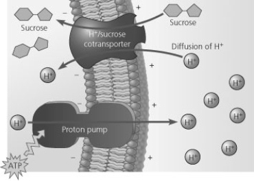 <strong> Based on Figure 7.18, which of these experimental treatments would increase the rate of sucrose transport into a plant cell?</strong> A) decreasing extracellular sucrose concentration B) decreasing extracellular pH C) decreasing cytoplasmic pH D) adding a substance that makes the membrane more permeable to hydrogen ions