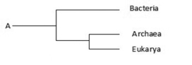   The phylogenetic tree ________. A)  depicts that Archaea is closer to Bacteria than Eukarya B)  depicts that Eukarya is closer to Bacteria than Archaea C)  includes unicellular and some forms of multicellular life, but not complex animals and plants D)  includes every single life form on Earth 