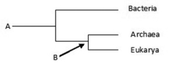   'A' is ________; 'B' is ________. A)  the most recent species to evolve on Earth; an ancestor of group 'A' B)  the most recent species to evolve on Earth; the last common ancestor of Archaea and Eukarya C)  the common ancestor of all life; the common ancestor of Bacteria and Archaea D)  the common ancestor of all life; the last common ancestor of Archaea and Eukarya 