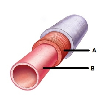   If the figure shown is an elastic artery, the layer letter B is pointing to is composed of A)  smooth muscle only. B)  smooth muscle and elastic tissue. C)  endothelium only. D)  endothelium and basement membrane. E)  elastic tissue only.