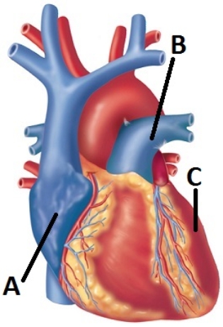  Letter B delivers blood A)  from the left ventricle to the body. B)  from the left ventricle to the lungs. C)  from the right ventricle to the lungs. D)  from the right atrium to the vena cava. E)  from the right atrium to the body.
