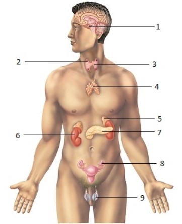 This figure shows the endocrine system. Which number indicates the thymus gland?   A)  1 B)  2 C)  3 D)  4 E)  5