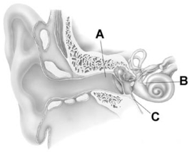   -The letter A represents the A)  external auditory canal. B)  tympanic membrane. C)  semicircular canals. D)  cochlea. E)  auditory ossicles.