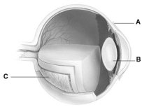   -The letter C is the A)  retina. B)  choroid. C)  sclera. D)  cornea. E)  lens.