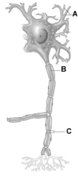   -The letter C represents what structure on this figure of a neuron? A)  dendrite B)  axon C)  axon hillock D)  Node of Ranvier E)  Schwann cell