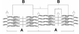   -The letter A in this figure represents A)  the A band. B)  the M line. C)  a sarcomere. D)  the I band. E)  a Z disk.