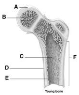   -The cells that actively break down osseous tissue are A)  osteoblasts B)  osteoclasts C)  osteoprogenitor cells D)  osteocytes