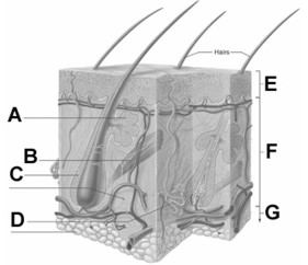   -In the figure, the letter A best represents A)  a sweat gland. B)  a sebaceous gland. C)  the subcutaneous tissue. D)  an arrector pili muscle. E)  a hair follicle.