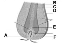   -  In the figure, the letter B best represents the A)  cortex. B)  cuticle. C)  papilla. D)  arrector pili muscle. E)  medulla.
