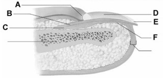   -Which of the following helps in preventing the spread and growth of some types of skin cancer to other areas of the body? A)  gap junctions B)  basement membranes C)  an avascular (with out blood vessels)  epidermis D)  gap junctions and basement membranes are correct E)  basement membranes and an avascular (with out blood vessels)  epidermis are correct.