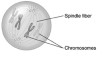   This diagram best shows a cell during _________ of mitosis. A)  anaphase B)  metaphase C)  prophase D)  telophase
