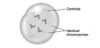   This diagram best shows a cell during _________ of mitosis. A)  anaphase B)  metaphase C)  prophase D)  telophase