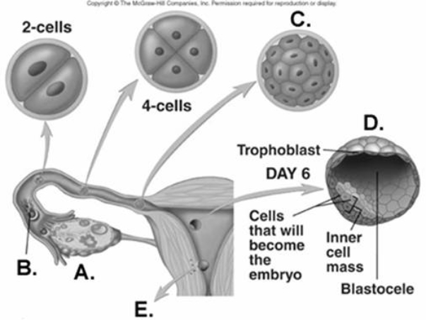   -What does  C  represent on the diagram? A)  fertilization B)  morula C)  blastocyst D)  implantation E)  ovulation