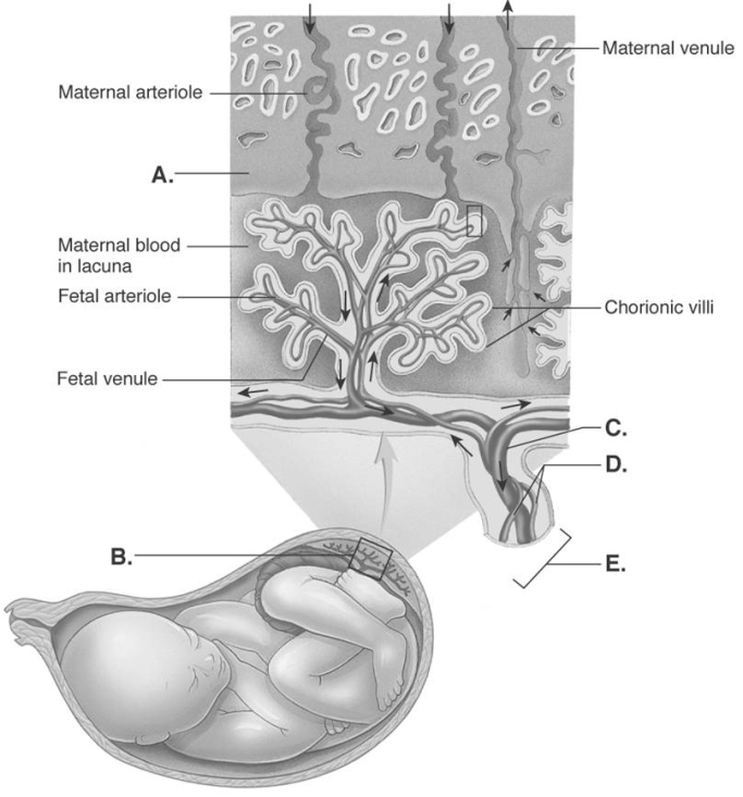   -The picture shows a mature placenta and fetus. What does  B  represent? A)  umbilical vein B)  umbilical arteries C)  umbilical cord D)  placenta E)  endometrium