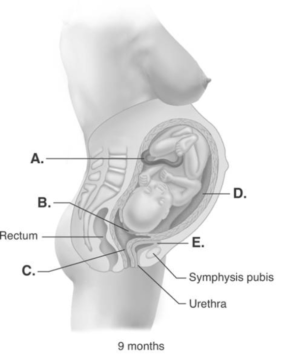  -The picture shows a full term pregnancy. What does  C  represent? A)  placenta B)  umbilical cord C)  urinary bladder D)  mucus plug in cervical canal E)  vagina