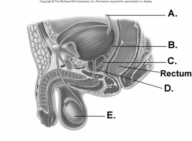   -What does  D  represent on the diagram? A)  seminal vesicle B)  ejaculatory duct C)  ureter D)  testis E)  prostate gland