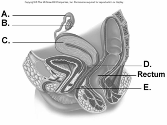   -What does  D  on the diagram represent? A)  vagina B)  cervix C)  uterus D)  ovary E)  uterine tube