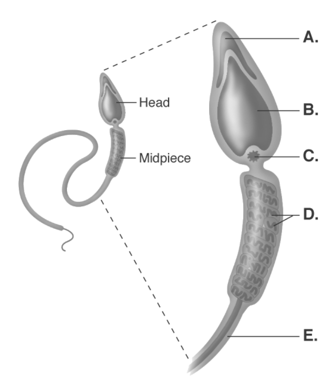   -This is a picture of a spermatozoon. What does  C  represent? A)  mitochondria B)  acrosome C)  tail D)  centriole E)  nucleus