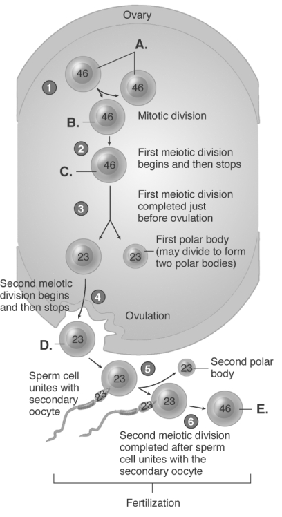   -The diagram illustrates the ovary and ovulation. What does  B  represent? A)  zygote B)  secondary oocyte C)  daughter cell D)  oogonia E)  primary oocyte
