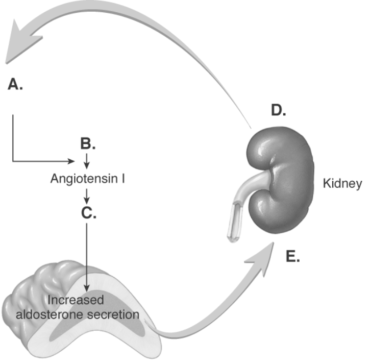   -The diagram illustrates the effect of BP on sodium and water reabsorption in the kidneys. What does  C  represent? A)  decreased BP B)  increased renin secretion C)  angiotensinogen D)  angiotensin II E)  increased sodium and water reabsorption results in increased BP