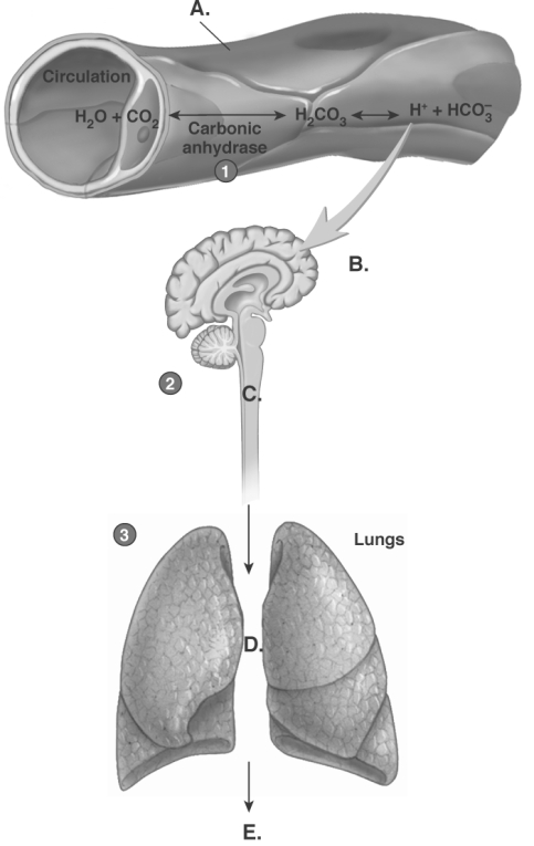   -The diagram illustrates respiratory control of blood pH. What does  E  represent? A)  respiratory control centers in brainstem B)  increased respiration and depth C)  increased CO<sub>2</sub> from lungs D)  capillary E)  decreased pH