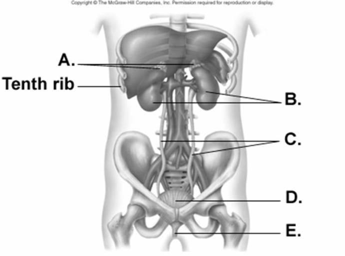   -What does  C  on the diagram represent? A)  ureters B)  urethra C)  right and left kidneys D)  adrenal glands E)  urinary bladder