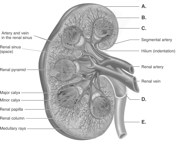   -The diagram is a sagittal section of the kidney. What does  A  represent? A)  renal pelvis B)  medulla C)  cortex D)  renal capsule E)  ureter