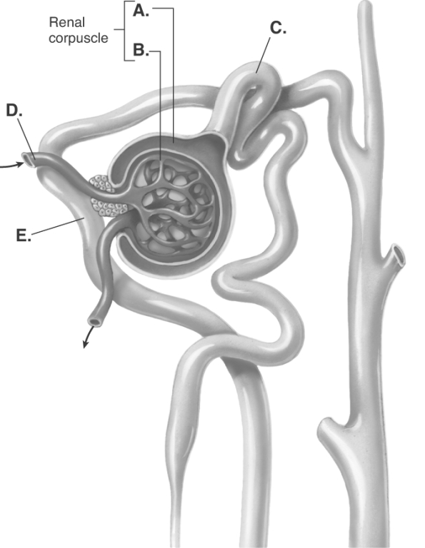   -The diagram is a portion of the nephron. What does  C  represent? A)  proximal convoluted tubule B)  afferent arteriole C)  glomerulus D)  distal convoluted tubule E)  Bowman's capsule