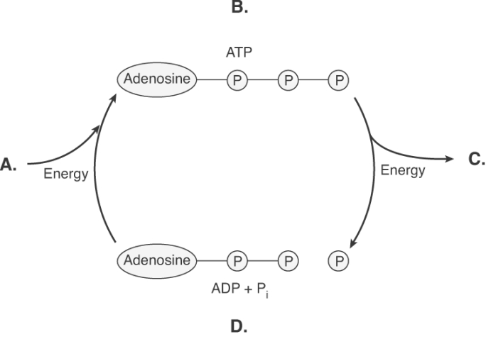   -The diagram illustrates ATP coupling of catabolic and anabolic reactions. What does  A  represent? A)  ATP breakdown B)  anabolism C)  catabolism D)  ATP production