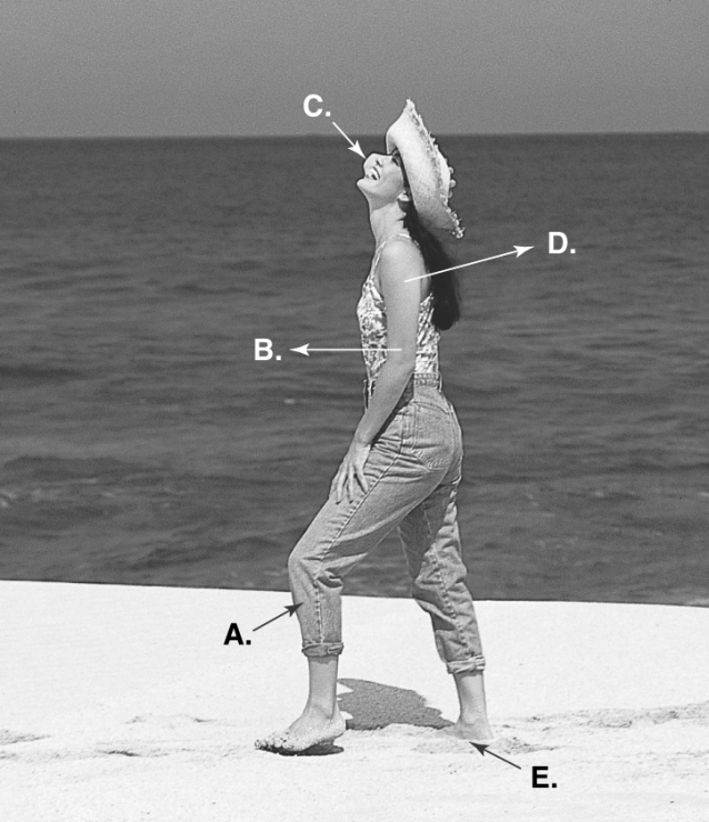   -The picture depicts heat exchange. What does  D  represent? A)  evaporation B)  conduction from hot sand C)  radiation from sand D)  radiation from sun and water E)  convection from cool breeze
