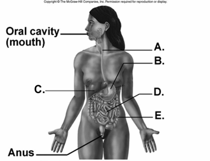   -What does  C  represent on the diagram? A)  small intestine B)  large intestine C)  esophagus D)  stomach E)  liver