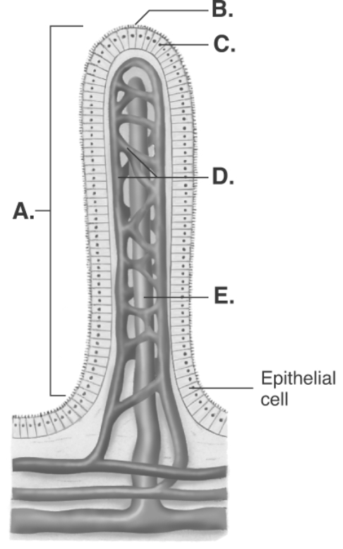   -The diagram illustrates an absorptive structure in the duodenum. What does  E  represent? A)  microvilli B)  epithelial cell C)  capillary D)  lacteal E)  villus