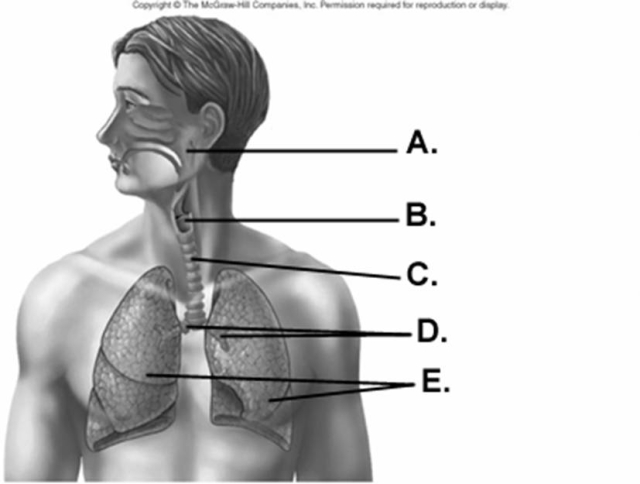   -What does  C  represent on the diagram? A)  larynx B)  lungs C)  trachea D)  pharynx E)  bronchi