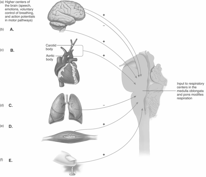   -The diagram illustrates the major regulatory mechanisms of ventilation. What mechanism does  C  represent? A)  Hering-Breuer reflex B)  receptors for touch, temperature, pain stimuli C)  medullary chemoreceptors D)  carotid and aortic body chemoreceptors E)  proprioceptors