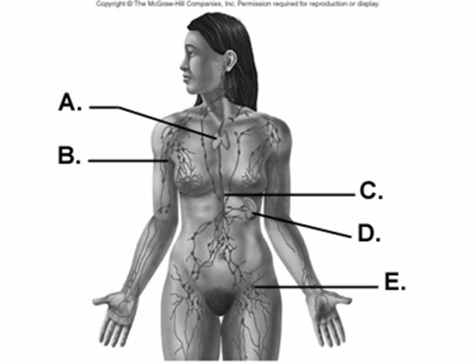   -What does  C  represent on the diagram? A)  spleen B)  thymus C)  axillary lymph node D)  inguinal lymph node E)  thoracic duct