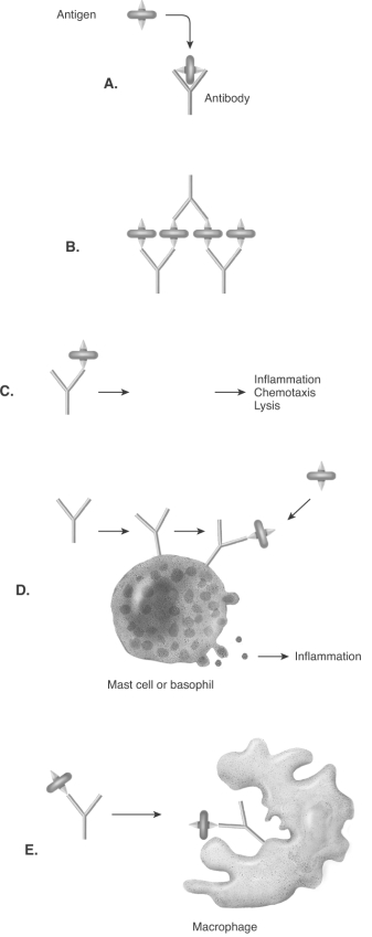   -This diagram illustrates the effects of antibodies. What effect does  B  represent? A)  activation of complement cascade B)  facilitation of phagocytosis C)  initiates release of inflammatory chemicals D)  binds antigens together E)  inactivation of antigens