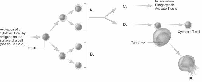   -The diagram illustrates the stimulation and effects of T cells. What does  C  represent? A)  memory T cells B)  cytotoxic T cells C)  contact killing D)  lysis of target cell E)  release of cytokines