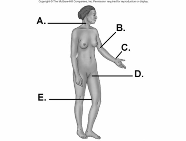   -On this diagram label pulse point  A . A)  femoral artery B)  radial artery C)  common carotid artery D)  popliteal artery E)  brachial artery