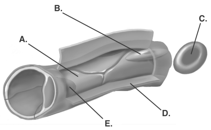   -The diagram illustrates a part of a capillary. What does  A  represent? A)  basement membrane B)  RBC C)  capillary endothelial cell D)  nucleus of endothelial cell E)  precapillary cell
